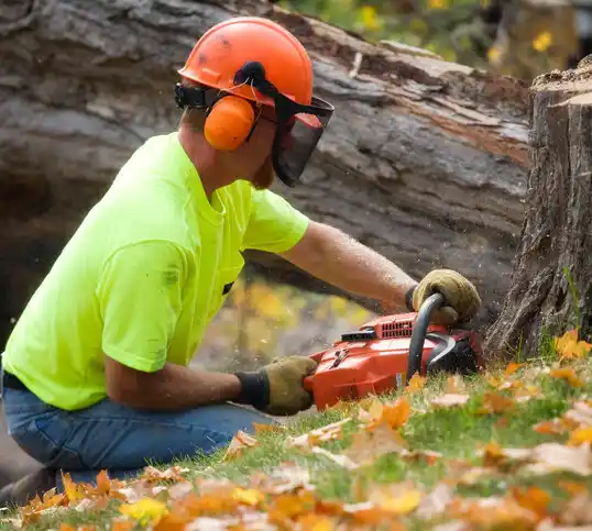 tree services Des Peres